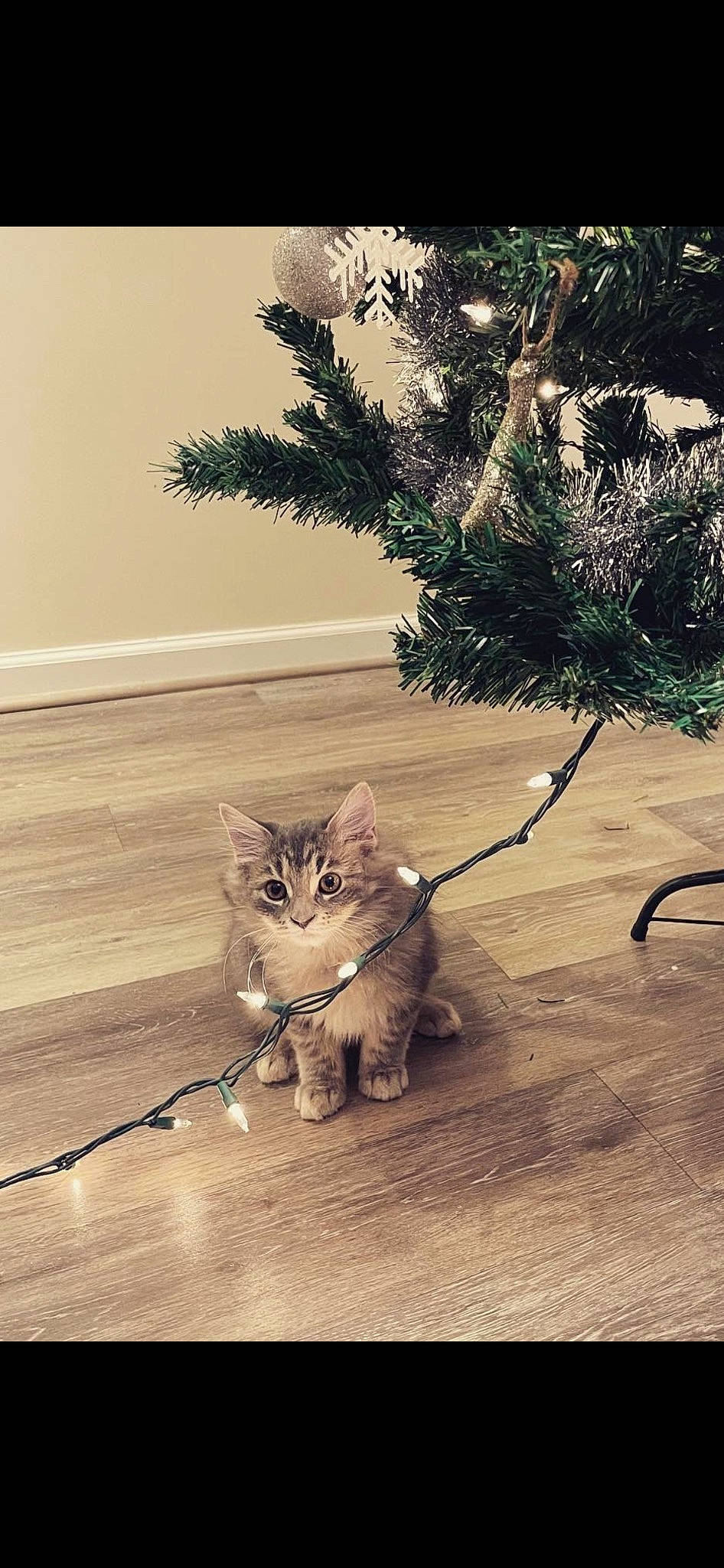 Noodle is registered to the contest to win money with this photo: carnivore, cat, domestic_short_haired_cat, eye, fawn, felidae, floor, flooring, fur, grass, houseplant, plant, small_to_medium_sized_cats, snout, tail, terrestrial_animal, tree, twig, whiskers, wood