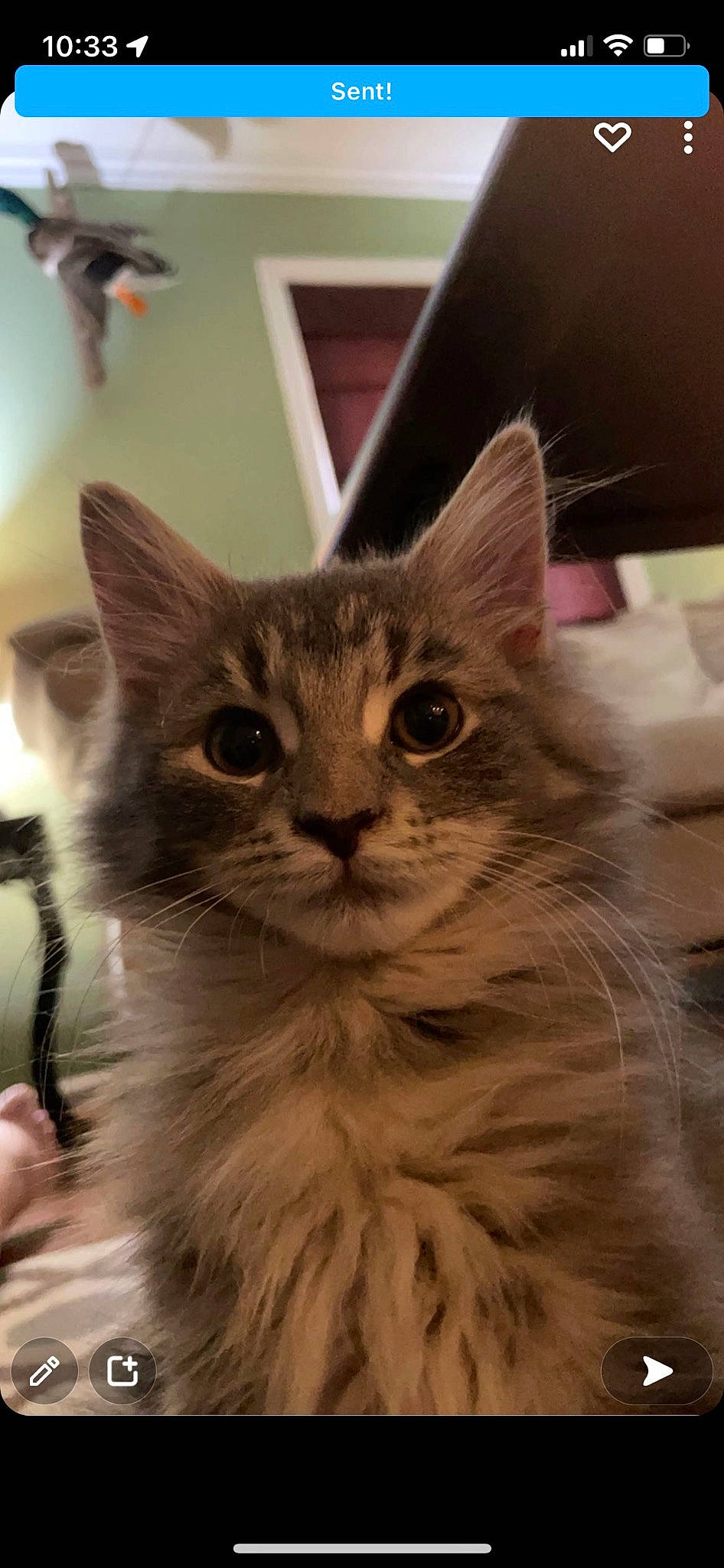 Noodle is registered to the contest to win money with this photo: box, carnivore, cat, domestic_short_haired_cat, drawer, fawn, felidae, fur, maine_coon, paw, small_to_medium_sized_cats, snout, whiskers, window, wood