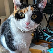 Kitty is registered to the contest to win money with this photo: animal, background, bell, calico, cat, close_up, collar, curious, cute, domestic, ears, eyes, feline, fur, household, indoor, pet, table, whiskers, wood
