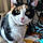 Kitty
