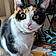 Kitty