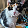 animal, background, bell, calico, cat, close_up, collar, curious, cute, domestic, ears, eyes, feline, fur, household, indoor, pet, table, whiskers, wood