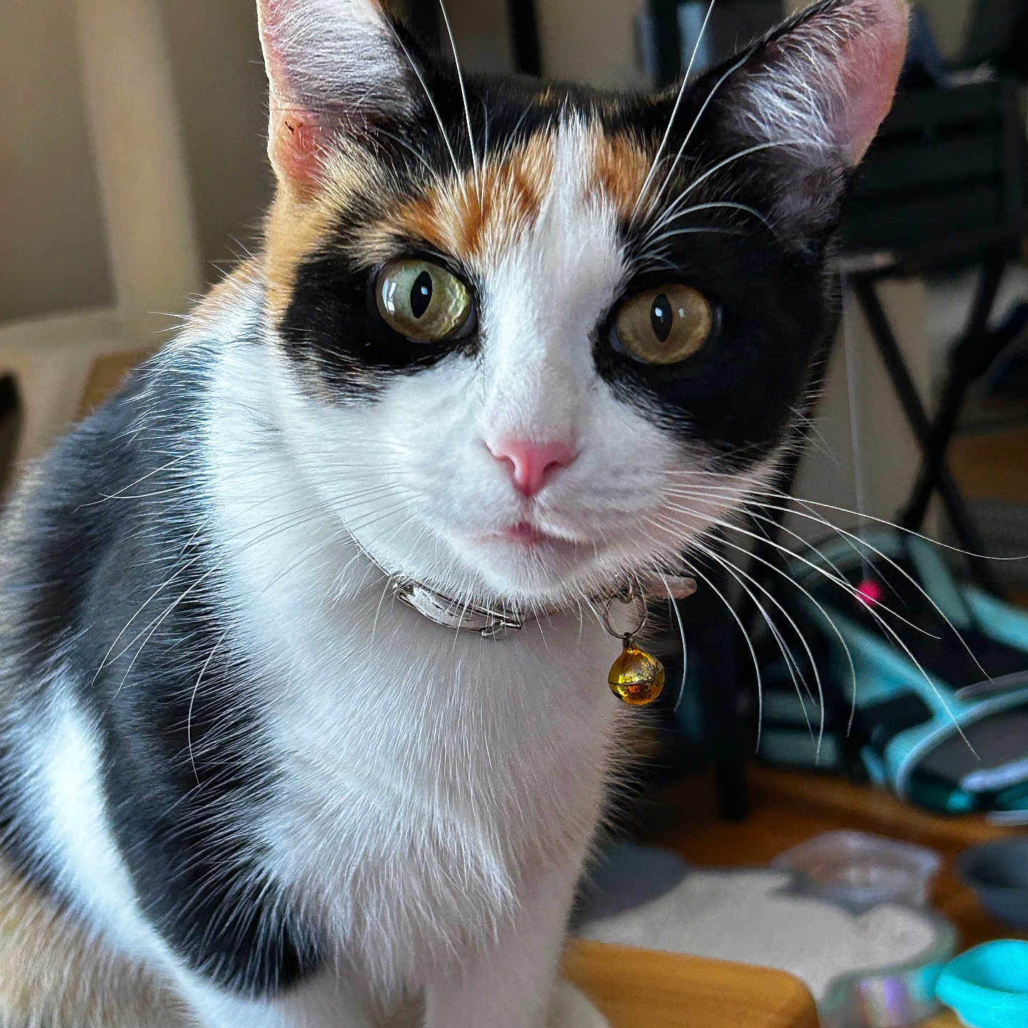 Kitty