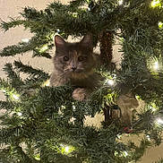 Mocha joined the competition — help win amazing prizes! animal, cat, celebration, christmas_tree, curious, cute, decorations, feline, festive, fluffy, greenery, holiday, holiday_lights, indoor, nature, ornament, pet, playful, tree_branch, twinkling_lights