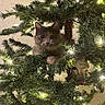 animal, cat, celebration, christmas_tree, curious, cute, decorations, feline, festive, fluffy, greenery, holiday, holiday_lights, indoor, nature, ornament, pet, playful, tree_branch, twinkling_lights