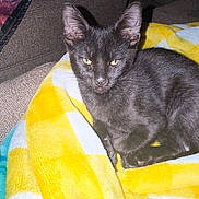 Shadow joined the competition — help win amazing prizes! animal, black_cat, blanket, cat, comfort, couch, cozy, ears, feline, fur, furniture, indoor, looking, pet, relaxing, resting, soft, whiskers, white, yellow