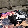 Shadow joined the competition — help win amazing prizes! animal, black_and_white_cat, black_cat, blanket, cat, companion, couch, cozy, cute, domestic_animal, feline, fur, indoor, kitten, living_room, pet, relaxing, resting, tabby_cat, three_animals