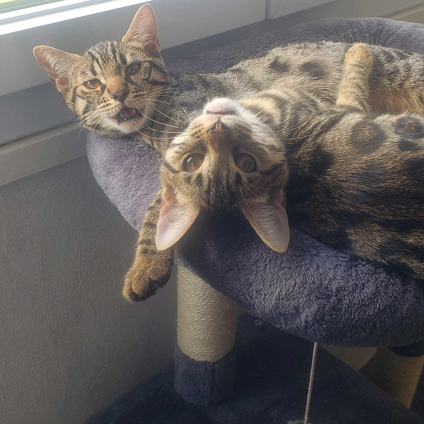 Wendy participe au concours pour gagner de l'argent avec cette photo : abyssinian, animal, armchair, barstool, car, cat, chair, couch, cushion, egyptiancat, furniture, headrest, homedecor, kitten, manx, ocelot, pet, transportation, vehicle, window