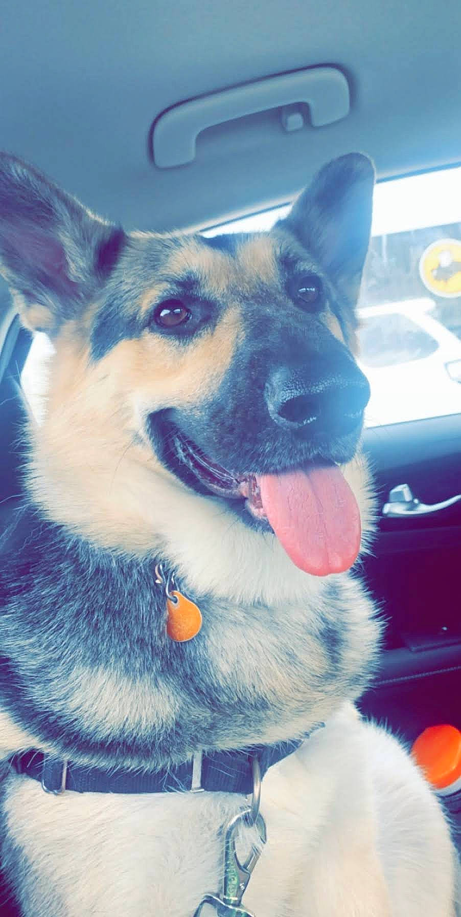 Myla is registered to the contest to win money with this photo: akita, canidae, carnivore, dog, dog_breed, east_european_shepherd, fawn, german_shepherd_dog, herding_dog, king_shepherd, kunming_wolfdog, mammal, norwegian_elkhound, nose, pembroke_welsh_corgi, police_dog, shiloh_shepherd_dog, snout, vertebrate, working_dog