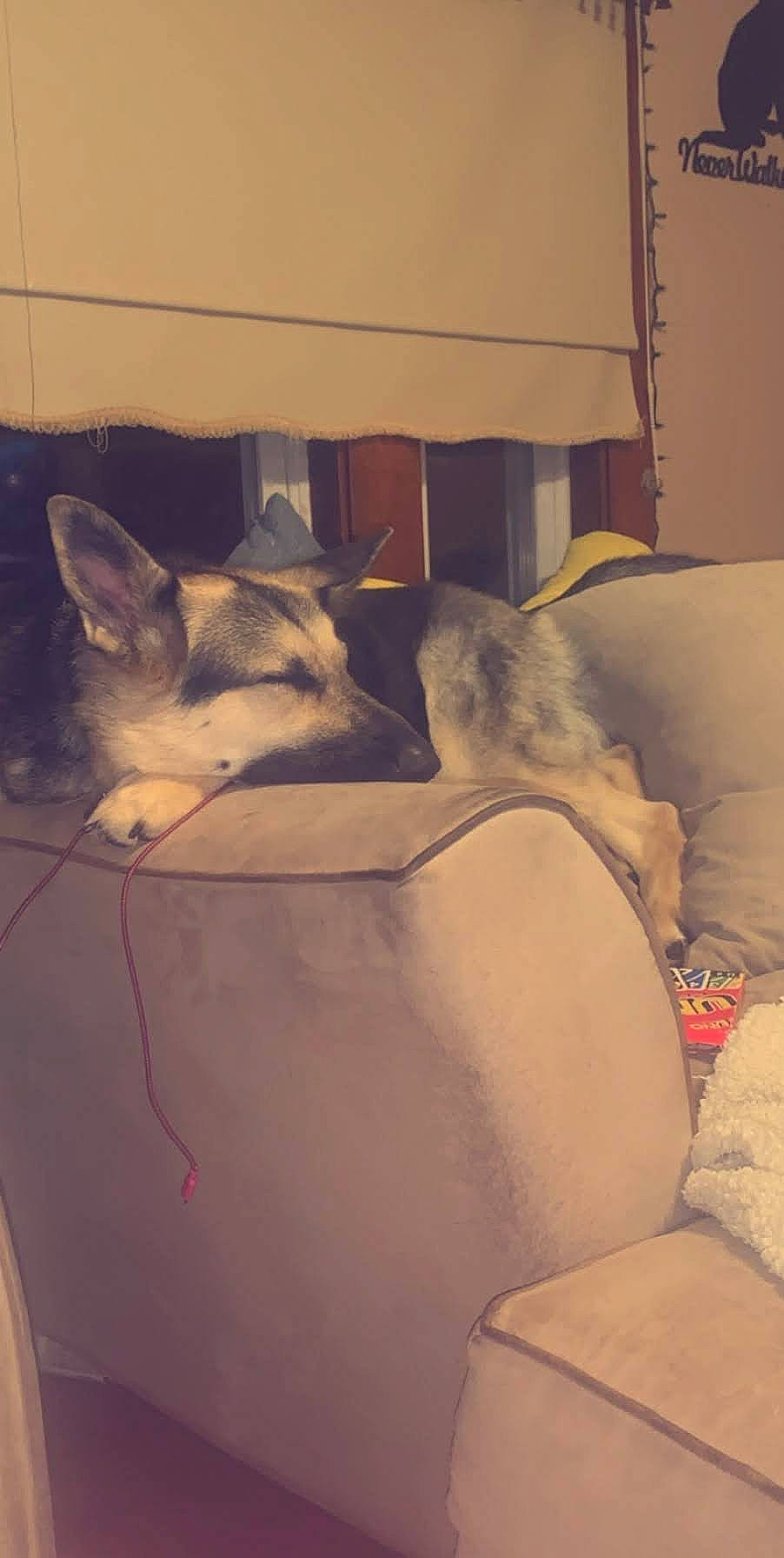 Myla joined the competition — help win amazing prizes! canidae, carnivore, cat, comfort, fawn, felidae, kitten, nap, singapura, small_to_medium_sized_cats, tail, whiskers