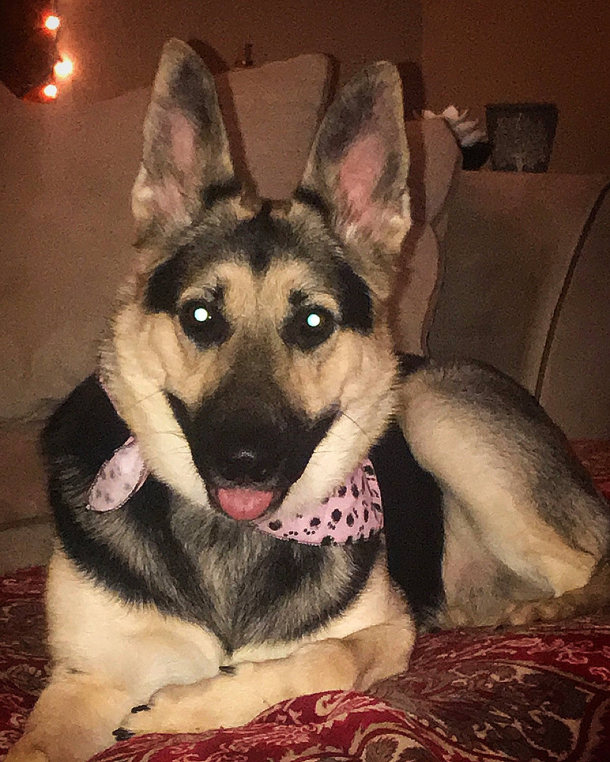 Myla joined the competition — help win amazing prizes! canidae, carnivore, czechoslovakian_wolfdog, dog, dog_breed, east_european_shepherd, eye, german_shepherd_dog, king_shepherd, kunming_wolfdog, mammal, native_american_indian_dog, norwegian_elkhound, seppala_siberian_sleddog, shiloh_shepherd_dog, siberian_husky, snout, tamaskan_dog, vertebrate, wolfdog