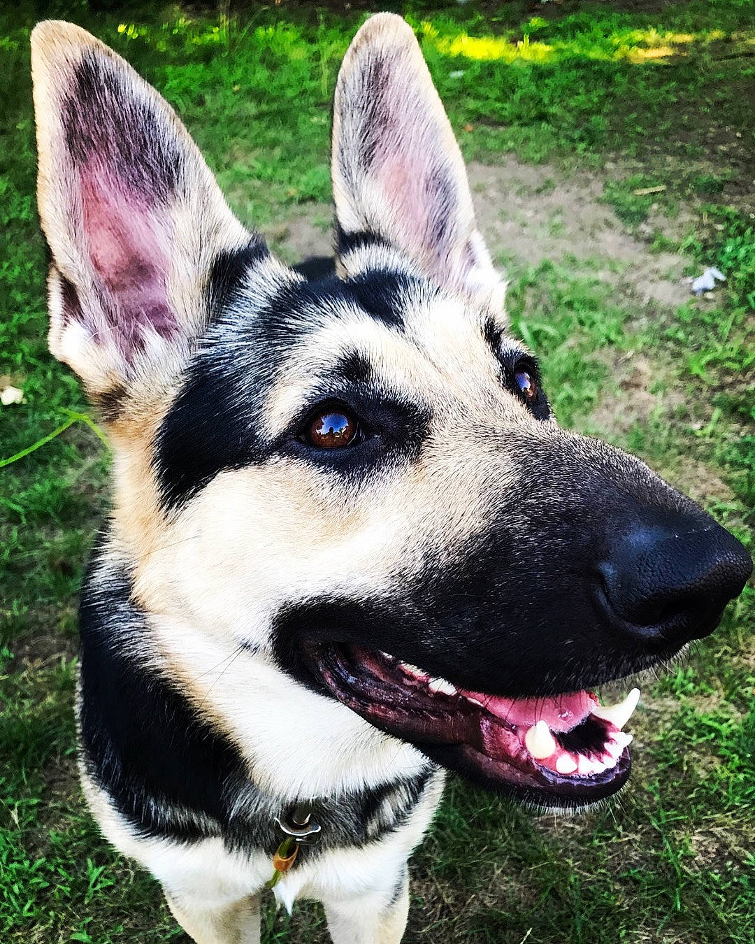 Myla is registered to the contest to win money with this photo: canidae, carnivore, dog, dog_breed, east_european_shepherd, german_shepherd_dog, grass, king_shepherd, kunming_wolfdog, mammal, native_american_indian_dog, norwegian_elkhound, old_german_shepherd_dog, plant, rare_breed_dog, saarloos_wolfdog, shiloh_shepherd_dog, siberian_husky, snout, vertebrate
