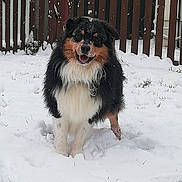 Barlou participe au concours pour gagner de l'argent avec cette photo : animal, background, canine, cold, daylight, dog, fence, fluffy, fur, grass, happy, nature, outdoor, park, pet, playful, smiling, snow, winter, yard