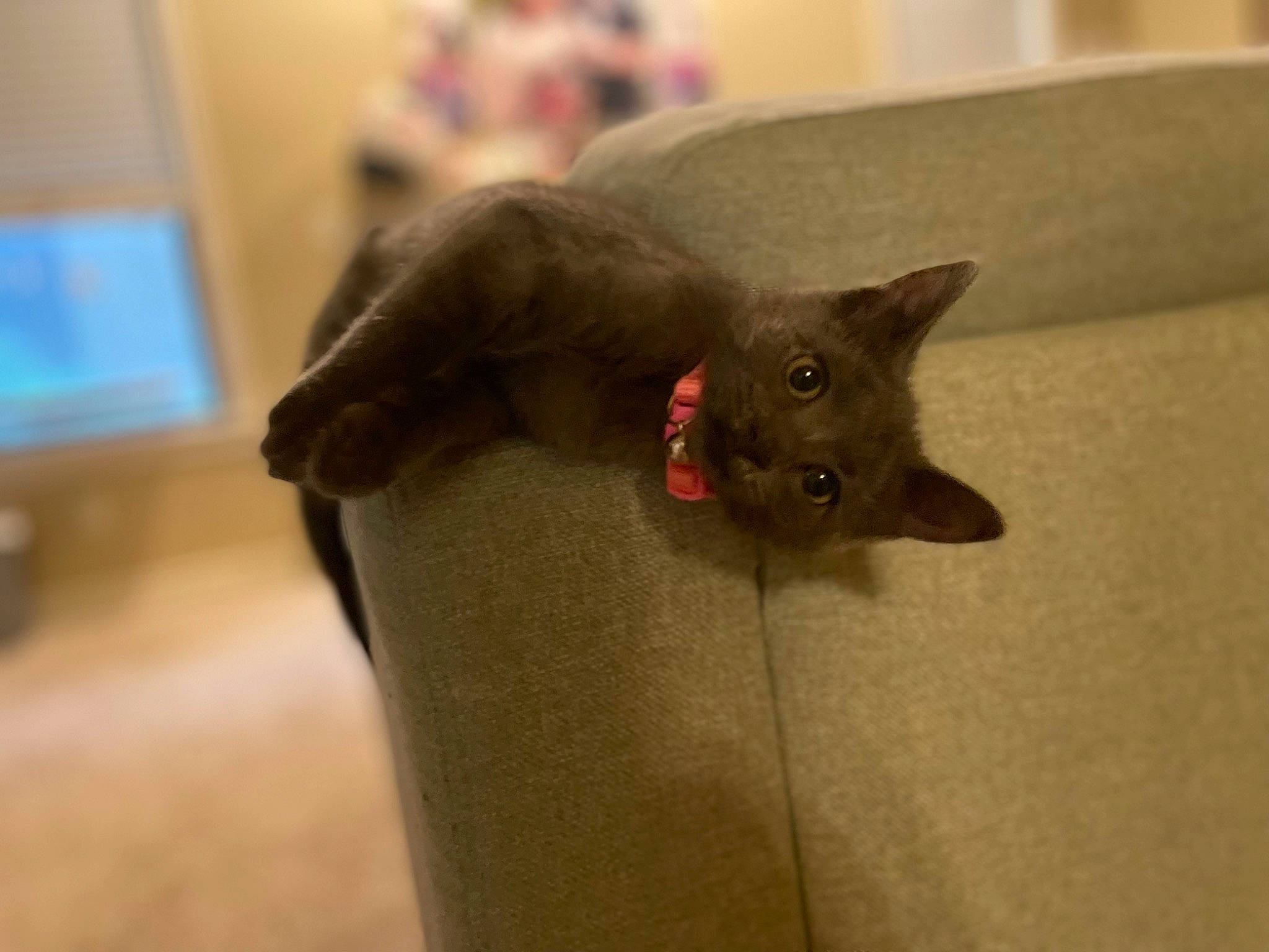 Jessica is registered to the contest to win money with this photo: black_cat, carnivore, cat, domestic_short_haired_cat, fawn, felidae, fur, small_to_medium_sized_cats, snout, whiskers