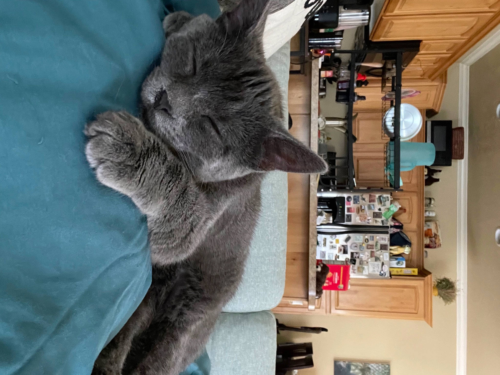 Jessica is registered to the contest to win money with this photo: art, bookcase, carnivore, cat, claw, domestic_short_haired_cat, felidae, fur, grey, room, shelf, shelving, small_to_medium_sized_cats, stuffed_toy, tail, tree, whiskers, window, wood, wool