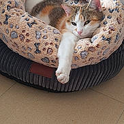 Mimounette a rejoint le concours — aidez-le/la à gagner de superbes lots ! animal, calico_cat, cat, cozy, domestic_animal, floor, fur, furniture, home, indoor, leopard_print, papers, paw, pet_bed, printer, relaxed, resting, soft, stretching, tiled_floor