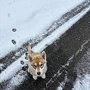 Bianca a rejoint le concours — aidez-le/la à gagner de superbes lots ! dog, puppy, husky, snow, winter, outdoor, road, pavement, ice, cold, fluffy, blue_eyes, brown_and_white, standing, looking_up, tail, paws, snowy_ground, pet, animal