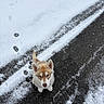 dog, puppy, husky, snow, winter, outdoor, road, pavement, ice, cold, fluffy, blue_eyes, brown_and_white, standing, looking_up, tail, paws, snowy_ground, pet, animal
