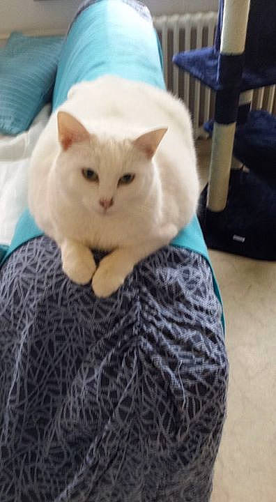 Blanchette participe au concours pour gagner de l'argent avec cette photo :