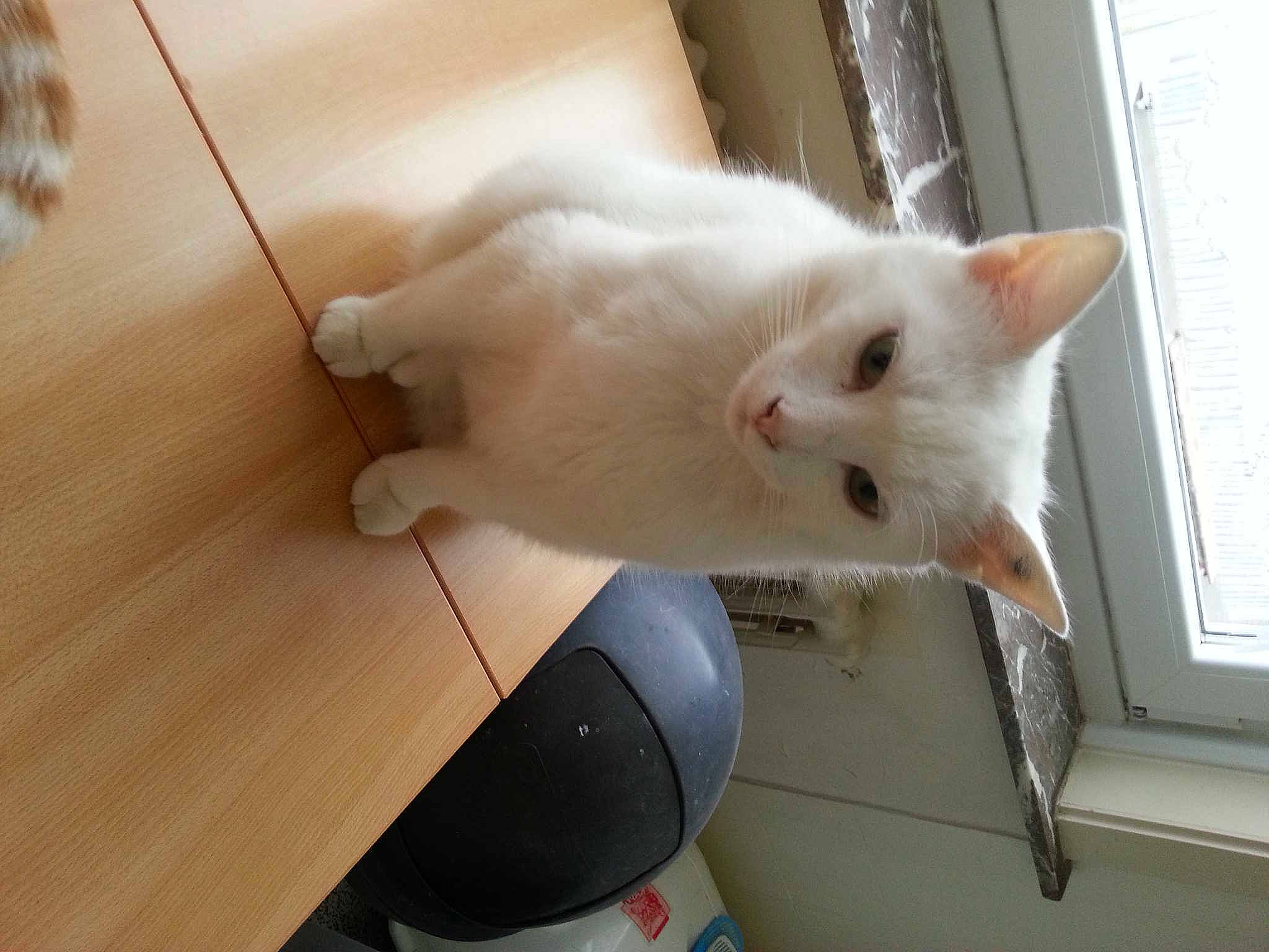 Blanchette a rejoint le concours — aidez-le/la à gagner de superbes lots !