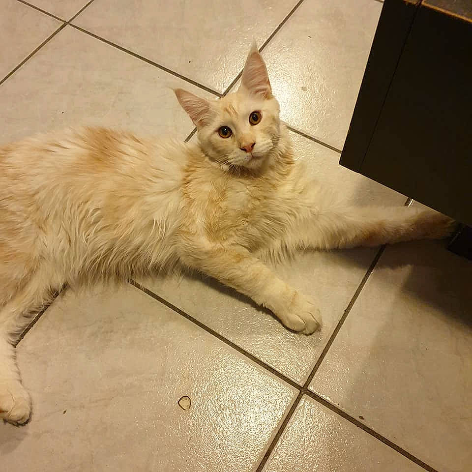 Rambo participe au concours pour gagner de l'argent avec cette photo : carnivore, cat, claw, domestic_short_haired_cat, eye, fawn, felidae, flooring, fur, head, line, metal, paw, small_to_medium_sized_cats, snout, tail, terrestrial_animal, whiskers, window, wood