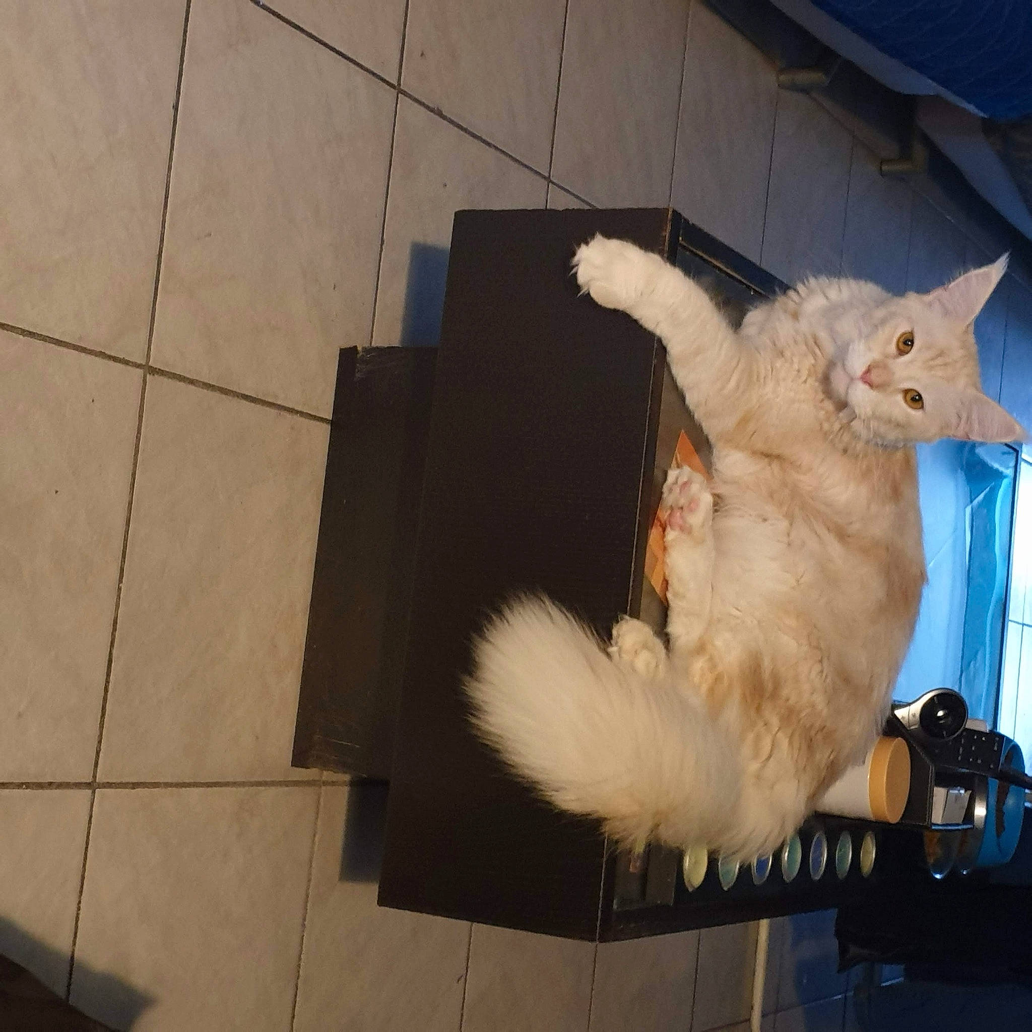 Rambo a rejoint le concours — aidez-le/la à gagner de superbes lots ! bag, camera, carnivore, cat, claw, companion_dog, domestic_short_haired_cat, fawn, felidae, flooring, fur, luggage_and_bags, paw, single_lens_reflex_camera, small_to_medium_sized_cats, spitz, tail, tile_flooring, whiskers, wood