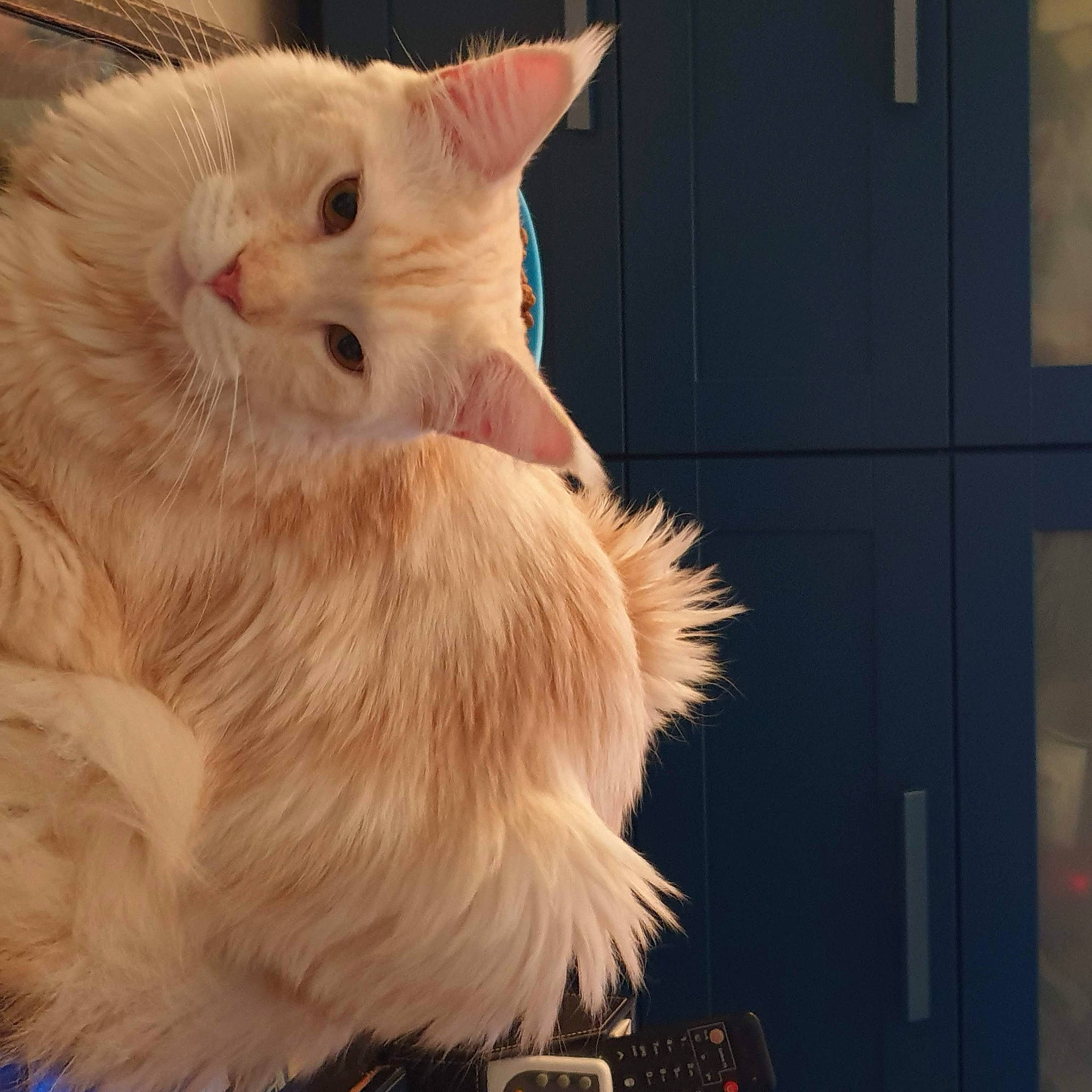 Rambo participe au concours pour gagner de l'argent avec cette photo : carnivore, cat, claw, ear, fawn, felidae, fur, paw, small_to_medium_sized_cats, snout, tail, terrestrial_animal, whiskers