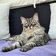 Ruby participe au concours pour gagner de l'argent avec cette photo : cat, gray_cat, fluffy, long_hair, feline, pet, animal, bed, bedding, lavender, pillows, headboard, indoor, bedroom, lounging, sitting, front_view, yellow_eyes, whiskers, portrait