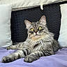 cat, gray_cat, fluffy, long_hair, feline, pet, animal, bed, bedding, lavender, pillows, headboard, indoor, bedroom, lounging, sitting, front_view, yellow_eyes, whiskers, portrait