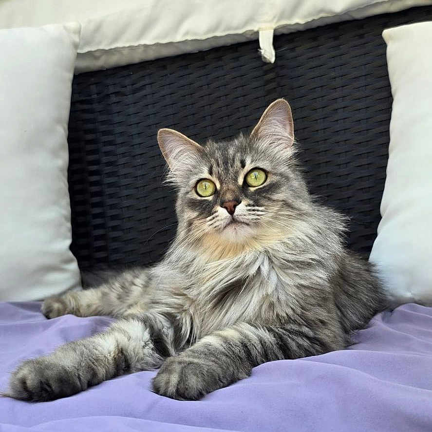 Ruby participe au concours pour gagner de l'argent avec cette photo : cat, gray_cat, fluffy, long_hair, feline, pet, animal, bed, bedding, lavender, pillows, headboard, indoor, bedroom, lounging, sitting, front_view, yellow_eyes, whiskers, portrait