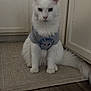 cat, white_cat, fluffy, pet, indoor, tshirt, floor, rug, kitchen, cabinet, sitting, animal, feline, fur, domestic, cute, portrait, household, quiet, still