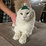 cat, white_cat, pet, hat, knitted_hat, pom_pom, fluffy, indoor, furniture, ottoman, person, hand, cozy, living_room, casual, relaxed, animal, cute, domestic, resting