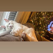 Zeus is registered to the contest to win money with this photo: cat, white_cat, pet, sleeping, cushion, window, curtain, christmas_tree, christmas_lights, holiday_decor, indoor, cozy, relaxed, feline, paw, pink_paw_pads, decorations, festive, living_room, twinkling_lights