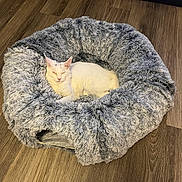 Zeus joined the competition — help win amazing prizes! animal, cat, comfort, cozy, cute, domestic_cat, feline, fluffy, furry_bed, home, indoor, nap, peaceful, pet_bed, relaxed, resting, sleeping, soft, white_cat, wooden_floor