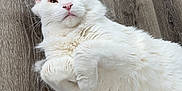 Zeus joined the competition — help win amazing prizes! cat, white_cat, fluffy, pet, lying_down, wooden_floor, indoor, fur, cute, animal, relaxed, paw, whiskers, ears, face, mammal, domestic_animal, feline, pet_animal, laying