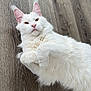 cat, white_cat, fluffy, pet, lying_down, wooden_floor, indoor, fur, cute, animal, relaxed, paw, whiskers, ears, face, mammal, domestic_animal, feline, pet_animal, laying