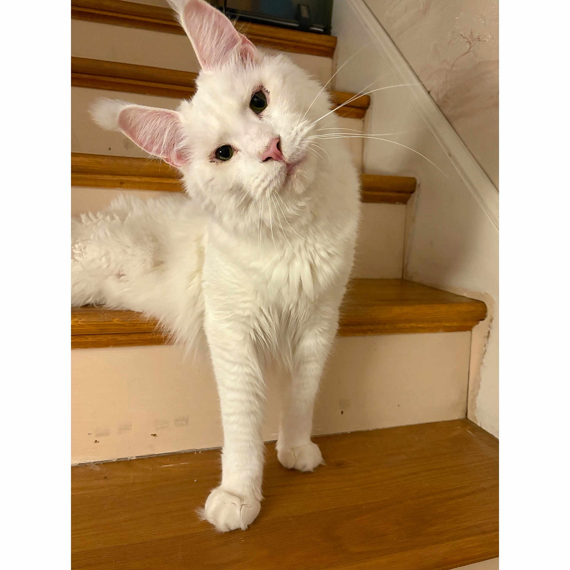 Zeus is registered to the contest to win money with this photo: animal, cat, curious, cute, domestic_cat, ears, feline, fluffy, fur, head_tilt, indoor, looking, paw, pet, pink_nose, portrait, stairs, whiskers, white_cat, wooden_stairs