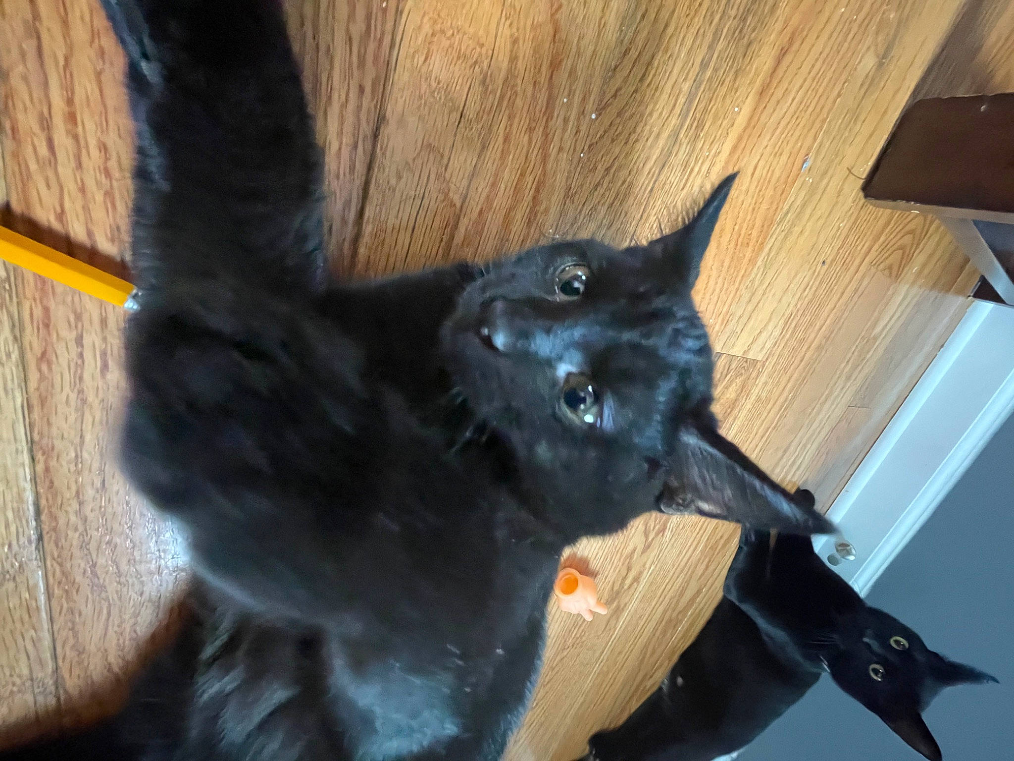 Bobbie is registered to the contest to win money with this photo: black_cat, bombay, canidae, carnivore, cat, claw, dog_breed, domestic_short_haired_cat, ear, felidae, fur, hardwood, mammal, small_to_medium_sized_cats, snout, tail, terrestrial_animal, vertebrate, whiskers, wood