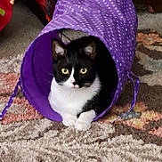 Blackfoot is registered to the contest to win money with this photo: cat, tuxedo_cat, purple_tunnel, polka_dots, carpet, rug, indoor, pet, animal, feline, curious, black_and_white, paws, ears, whiskers, relaxed, home, cozy, playful, resting