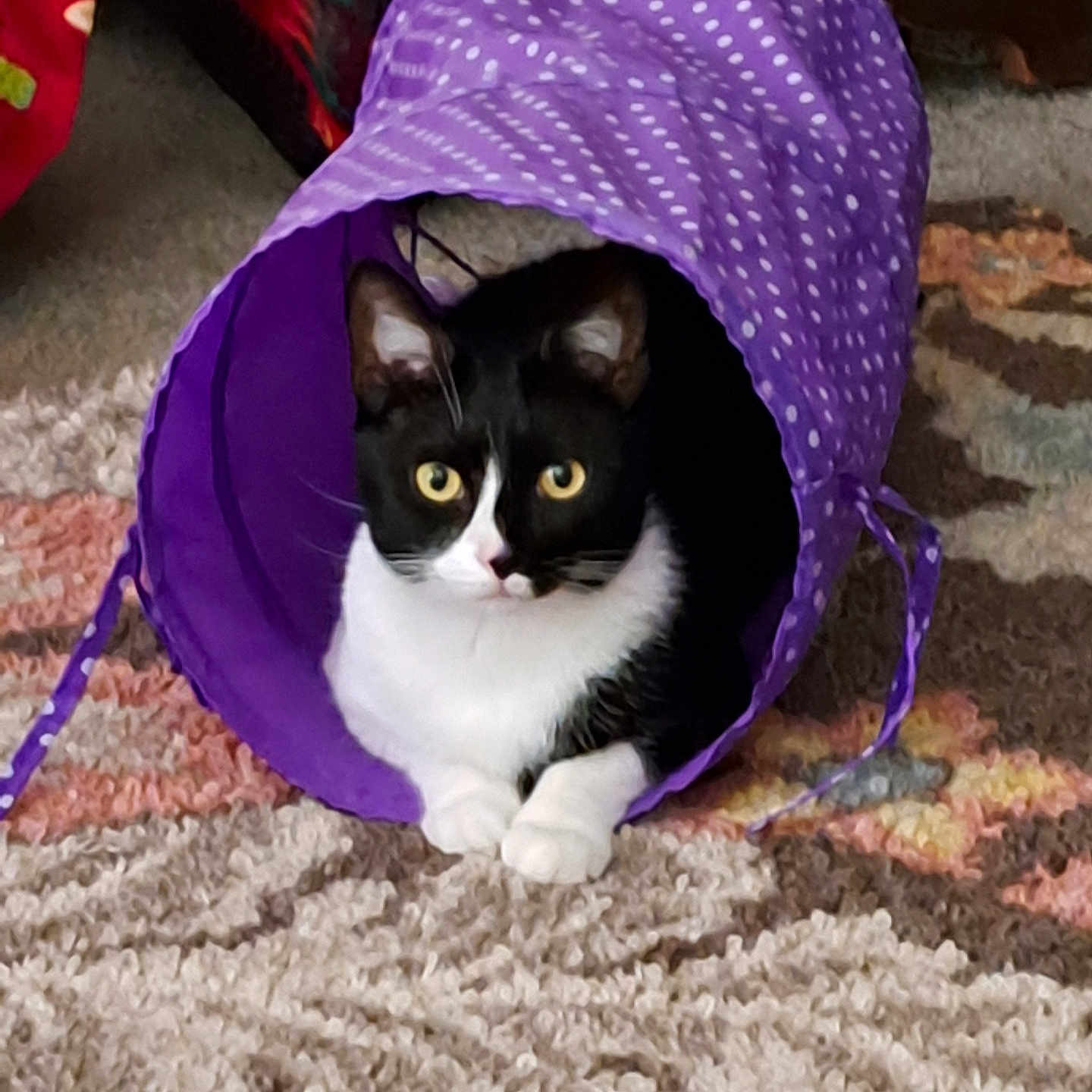 Blackfoot is registered to the contest to win money with this photo: animal, black_and_white, carpet, cat, cozy, curious, ears, feline, home, indoor, paws, pet, playful, polka_dots, purple_tunnel, relaxed, resting, rug, tuxedo_cat, whiskers