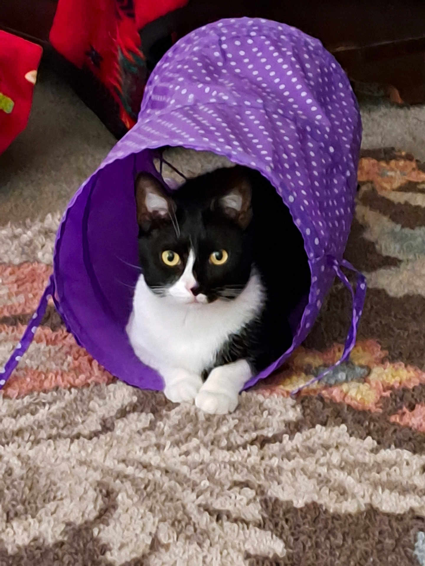 Blackfoot is registered to the contest to win money with this photo: cat, tuxedo_cat, purple_tunnel, polka_dots, carpet, rug, indoor, pet, animal, feline, curious, black_and_white, paws, ears, whiskers, relaxed, home, cozy, playful, resting