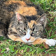 Mama joined the competition — help win amazing prizes! calico_cat, cat, animal, grass, greenery, leaf, dirt, paw, outdoor, resting, feline, nature, fur, whiskers, cute, pet, relaxed, closeup, mammal, ground