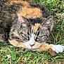 animal, calico_cat, cat, closeup, cute, dirt, feline, fur, grass, greenery, ground, leaf, mammal, nature, outdoor, paw, pet, relaxed, resting, whiskers