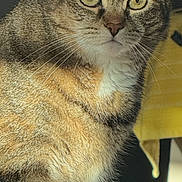 Fraggel is registered to the contest to win money with this photo: cat, tabby_cat, indoor, close_up, yellow_eyes, fur, whiskers, pet, animal, looking, portrait, domestic_cat, mammal, feline, face, ears, sitting, household, towel, background