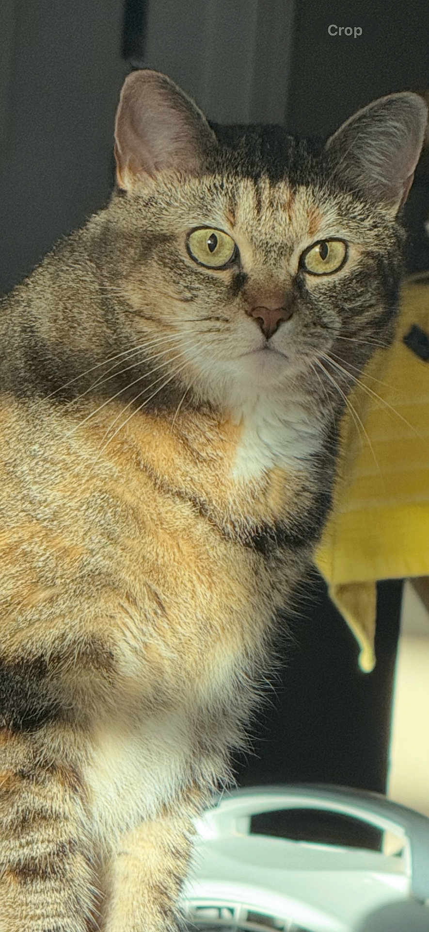 Fraggel