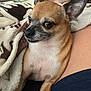 dog, chihuahua, pet, blanket, lap, indoor, small_dog, fur, ears, animal, cute, cozy, resting, looking, brown, white, portrait, comfort, human_leg, relaxation