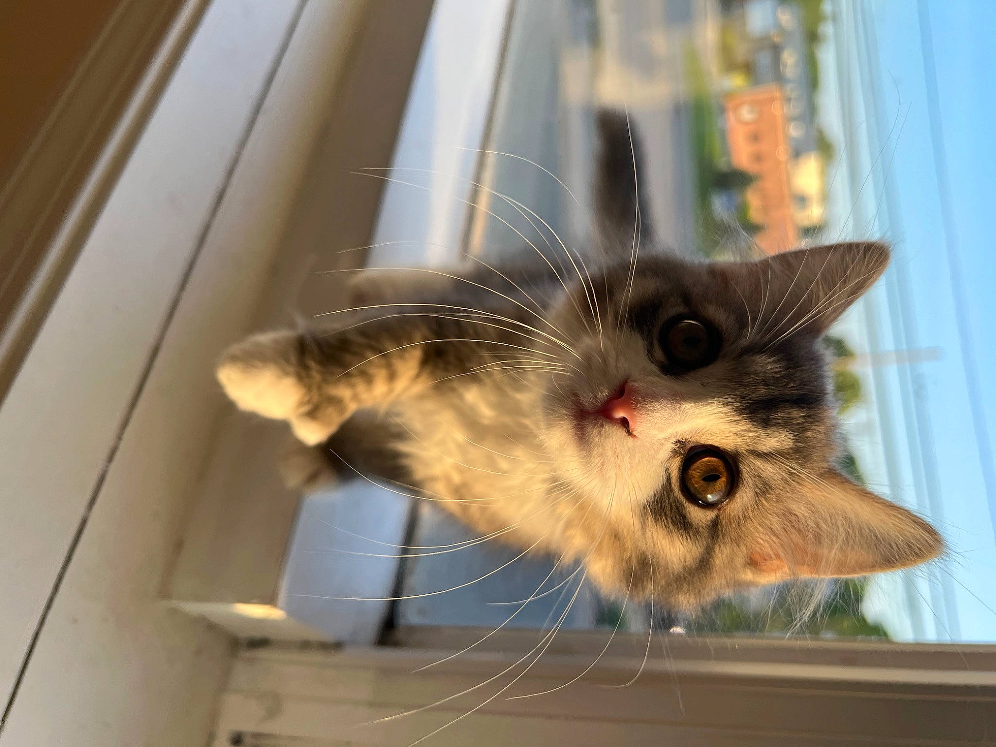 Fluffy joined the competition — help win amazing prizes! carnivore, cat, claw, domestic_short_haired_cat, felidae, fur, handwriting, paw, small_to_medium_sized_cats, snout, tail, whiskers, window, wood