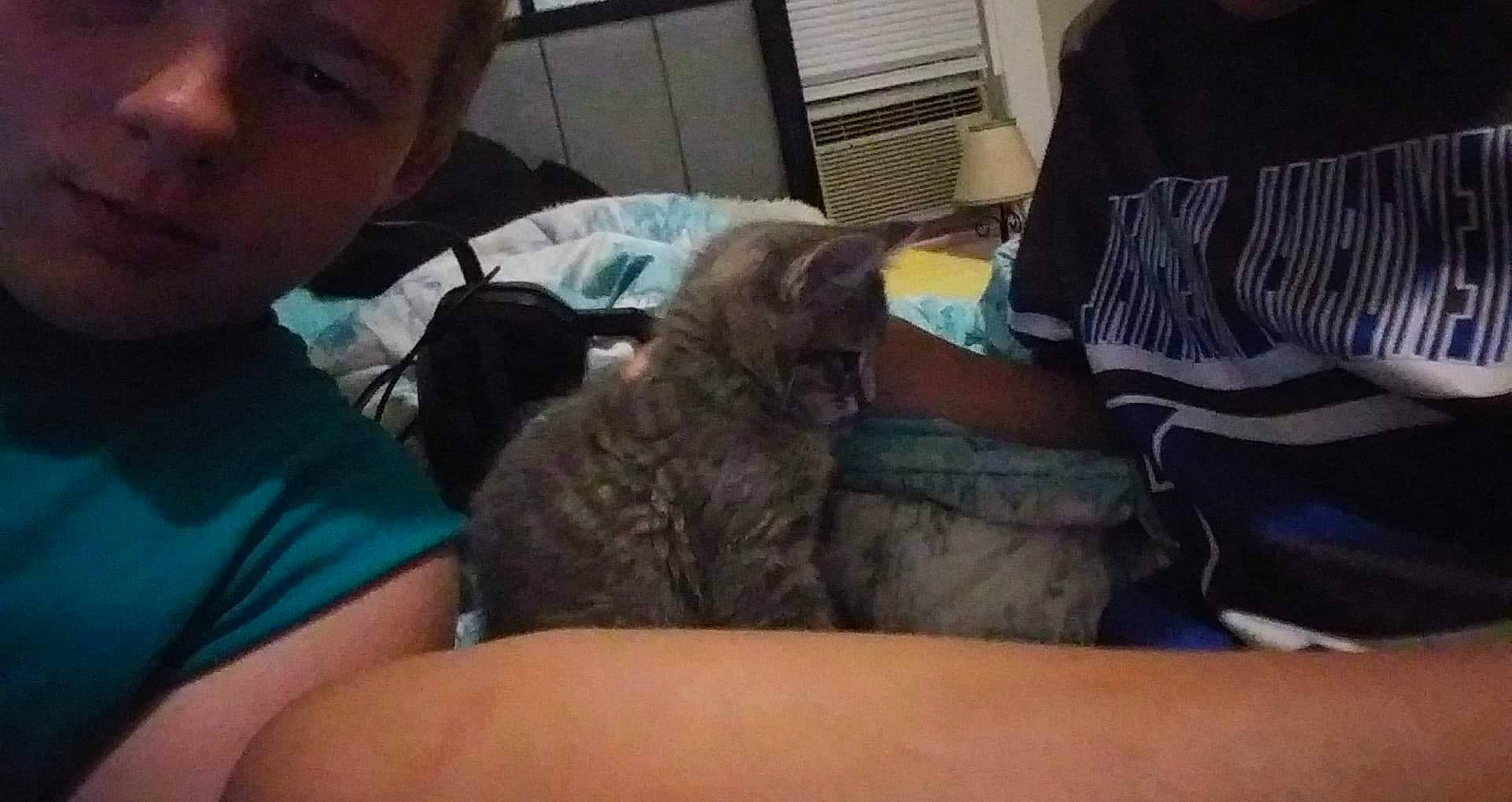 Bea joined the competition — help win amazing prizes! carnivore, cat, felidae, hand, kitten, mouth, small_to_medium_sized_cats, whiskers