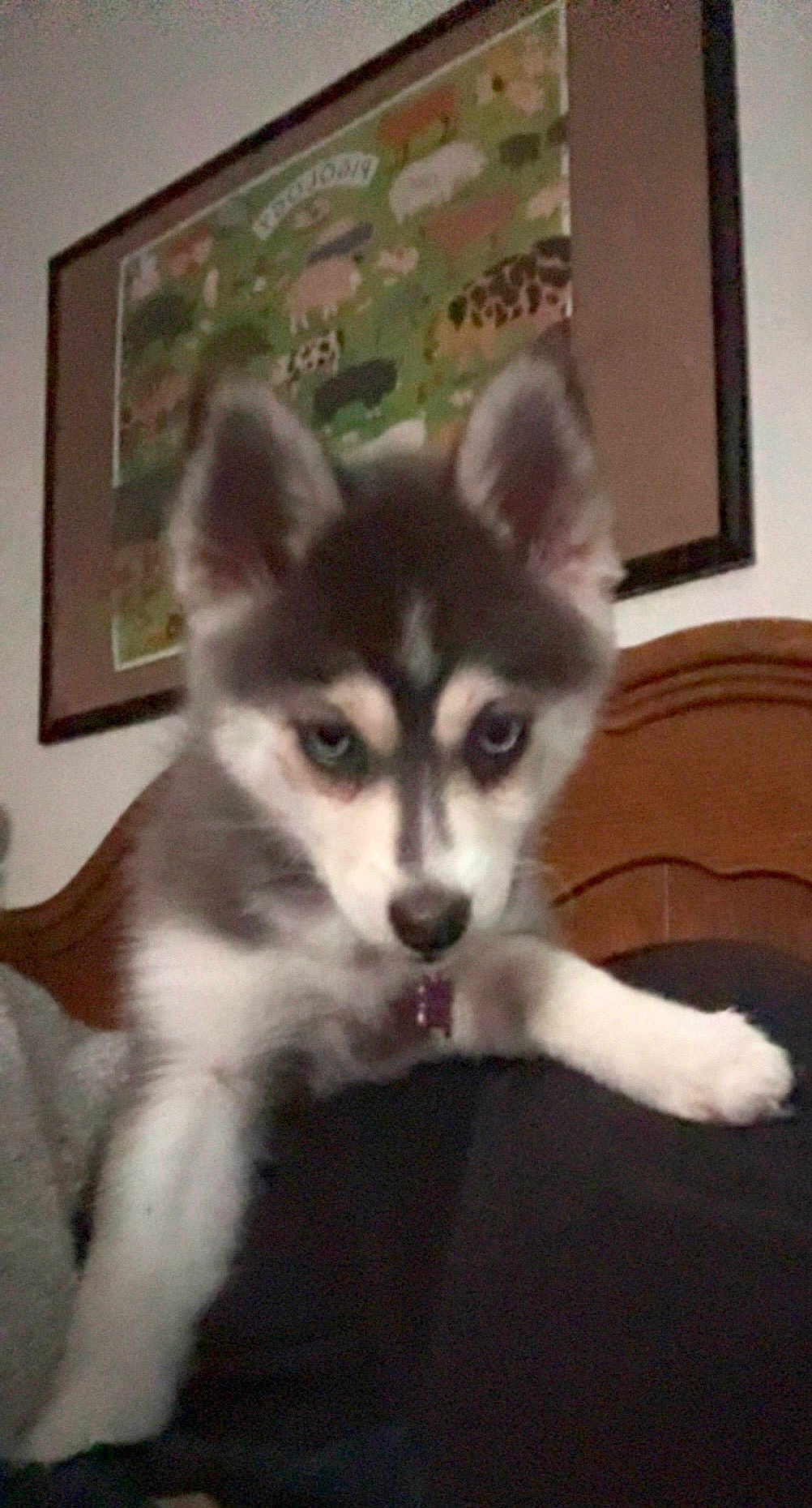 Lillie is registered to the contest to win money with this photo: puppy, dog, husky, blue_eyes, pet, indoor, curious, animal, fur, ears, snout, collar, bedroom, furniture, wall_art, framed_picture, wood, cute, young, companion