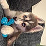 puppy, dog, husky, blue_eyes, toy, chew_toy, couch, furniture, paw, fur, pet, animal, indoor, resting, curious, closeup, young_dog, companion, human_arm, cozy